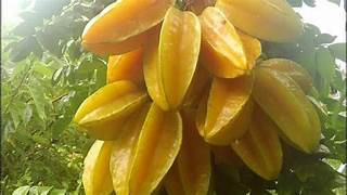 Star Fruit seeds for planting - Heirloom & Non-GMO Garden seeds, refreshing decorative tropical variety