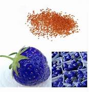 Blue Strawberry fruit seeds for planting - Heirloom & Non-GMO Garden seeds, unique sweet berry variety for gardens