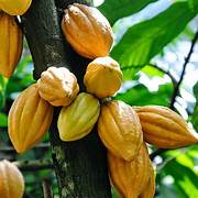 Kakaobohne fruit seeds for planting - Heirloom & Non-GMO Garden seeds, cocoa bean variety for chocolate lovers