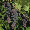 Muscat Grape (Black) fruit seeds for planting - Heirloom & Non-GMO Garden seeds, flavorful backyard vines