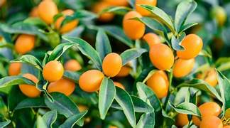 Orange Kumquat fruit seeds for planting - Heirloom & Non-GMO Garden se   Earthechoseeds