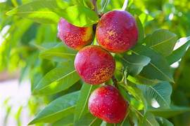 Red Nectarine fruit seeds for planting - Heirloom & Non-GMO Garden seeds, juicy flavorful summer fruit variety