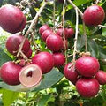 Red Longan fruit seeds for planting - Heirloom & Non-GMO Tropical Garden seeds