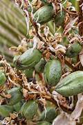 Green Yucca Plant Seeds for Planting – Heirloom & Non-GMO Garden seeds, hardy ornamental plant for arid landscapes