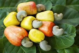 Cashew Nut fruit seeds for planting - Heirloom & Non-GMO Garden seeds, grow nutritious and tasty nuts at home