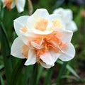 White & Orange Double Narcissus Daffodil Seeds for Planting - Heirloom, Non-GMO, High Germination Organic Garden Seeds