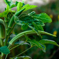 Cow Horn Okra Seeds for Planting – Heirloom, Non-GMO, Long Podded Vegetable – High Germination