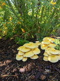 Oyster Mushroom Spores for Planting – Heirloom, Non-GMO, Gourmet Edible Fungi – High Germination