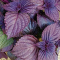 Purple Perilla Mint Seeds – Heirloom Non-GMO Aromatic Herbal Garden Seeds for Planting