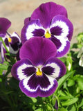 Pansy Flower Seeds for Planting - Violet & White, Heirloom, Non-GMO, High Germination Organic Garden Seeds Mix