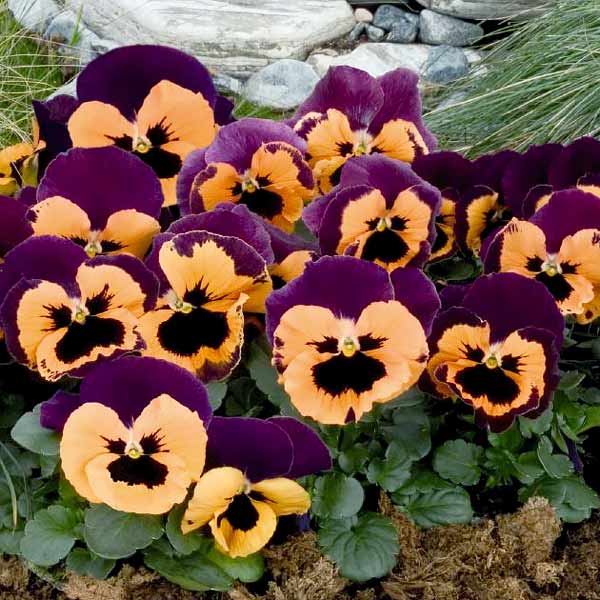 Pansy Flower Seeds for Planting, Violet & Orange - Heirloom, Non-GMO, High Germination Organic Garden Seeds Mix