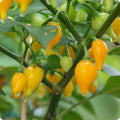 Vegetable Seeds,Garden seeds, Seeds For Planting,Plant Seeds