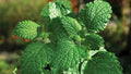 Herb Seeds,Garden seeds, Seeds For Planting,Plant Seeds