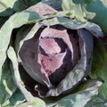 Red Acre Cabbage Seeds for Planting – Heirloom, Non-GMO, Compact Leafy Vegetable
