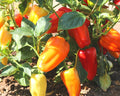 Sweet Gypsy Pepper Seeds for Planting – Heirloom, Non-GMO, Mild Flavor – High Germination