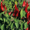 Sweet Hungarian Paprika Seeds for Planting – Heirloom Non-GMO High Germination Organic Garden Seeds, Flavorful Spice Peppers