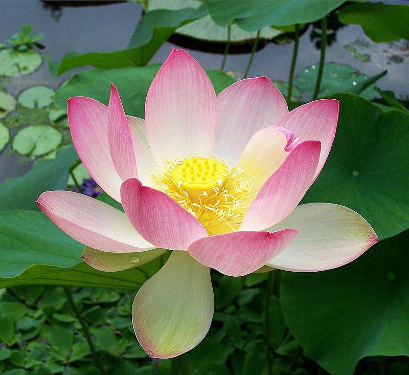 pink lotus flower seeds Pink Sacred Lotus Seeds (Nelumbo Nucifera) for Planting – Heirloom & N –  Earthechoseeds