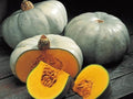 Vegetable Seeds,Garden seeds, Seeds For Planting,Plant Seeds