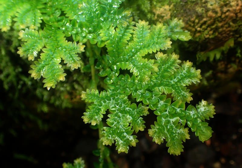 Selaginella Herb Seeds – Heirloom, Non-GMO Seeds for Year-Round Garden Growth