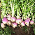 Purple White Rutabaga flower seeds for planting - Heirloom & Non-GMO Garden Seeds