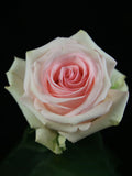Flower Seeds, Seeds,Seeds For Planting,Plant Seeds