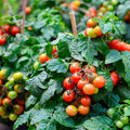 Geranium Kiss Tomato Seeds for Planting – Heirloom, Non-GMO, Compact Cherry Tomato – High Germination