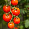 Phoenix Hybrid Tomato Seeds – Heirloom Non-GMO Heat-Tolerant Vegetable Seeds for Planting, Organic Garden Seeds