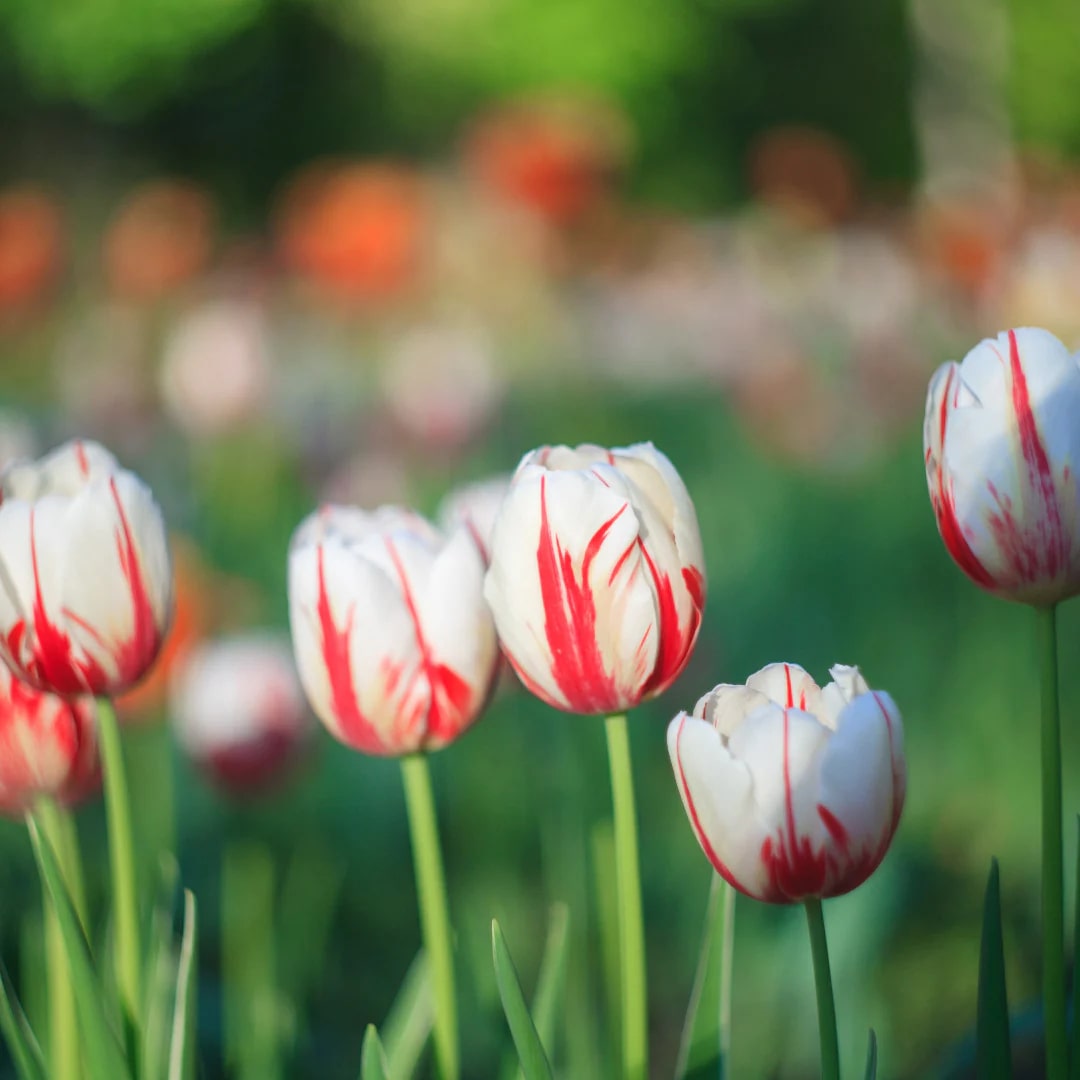 Red White Tulip Flower Seeds for Planting – Heirloom Non-GMO High  Germination Organic Garden Seeds