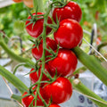 Vegetable Seeds,Garden seeds, Seeds For Planting,Plant Seeds
