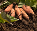 Orange Yellow Sweet Potato Seeds for Planting – Heirloom Non-GMO Organic Garden Seeds with High Germination