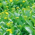 Choy Sum Seeds for Planting – Heirloom, Non-GMO, Tender Asian Leafy Green Vegetable – High Germination
