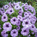 Flower Seeds, Seeds,Seeds For Planting,Plant Seeds