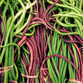 Vegetable Seeds,Garden seeds, Seeds For Planting,Plant Seeds
