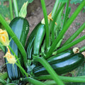 Zucchini Seeds for Planting – Heirloom, Non-GMO, Fast-Growing Summer Vegetable – High Germination