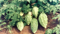 Vegetable Seeds,Garden seeds, Seeds For Planting,Plant Seeds