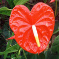 Flower Seeds, Seeds,Seeds For Planting,Plant Seeds