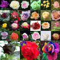 Flower Seeds, Seeds,Seeds For Planting,Plant Seeds