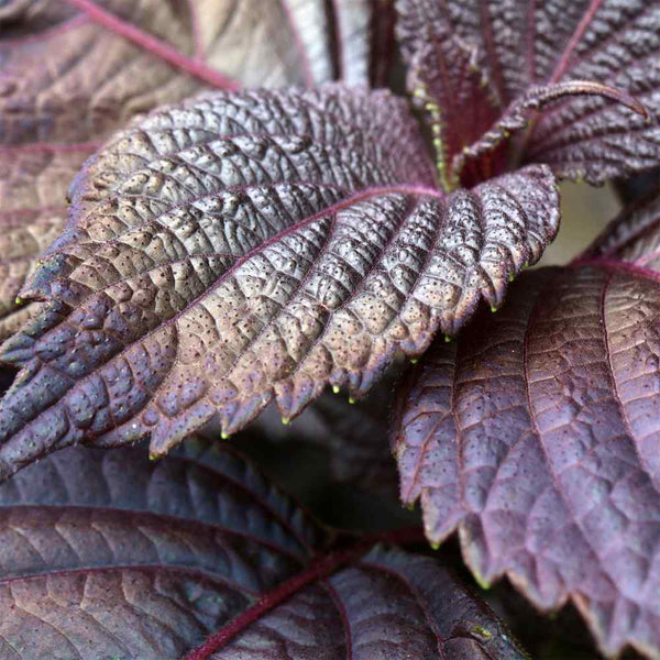 Wild Basil Beefsteak Perilla Herb Seeds for Planting – Heirloom, Non-GMO, Organic Garden Seeds with High Germination