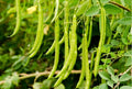 Blue Lake Pole Bean Seeds for Planting – Heirloom, Non-GMO, Tender Climbing Vegetable – High Germination