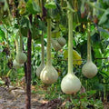 Vegetable Seeds,Garden seeds, Seeds For Planting,Plant Seeds