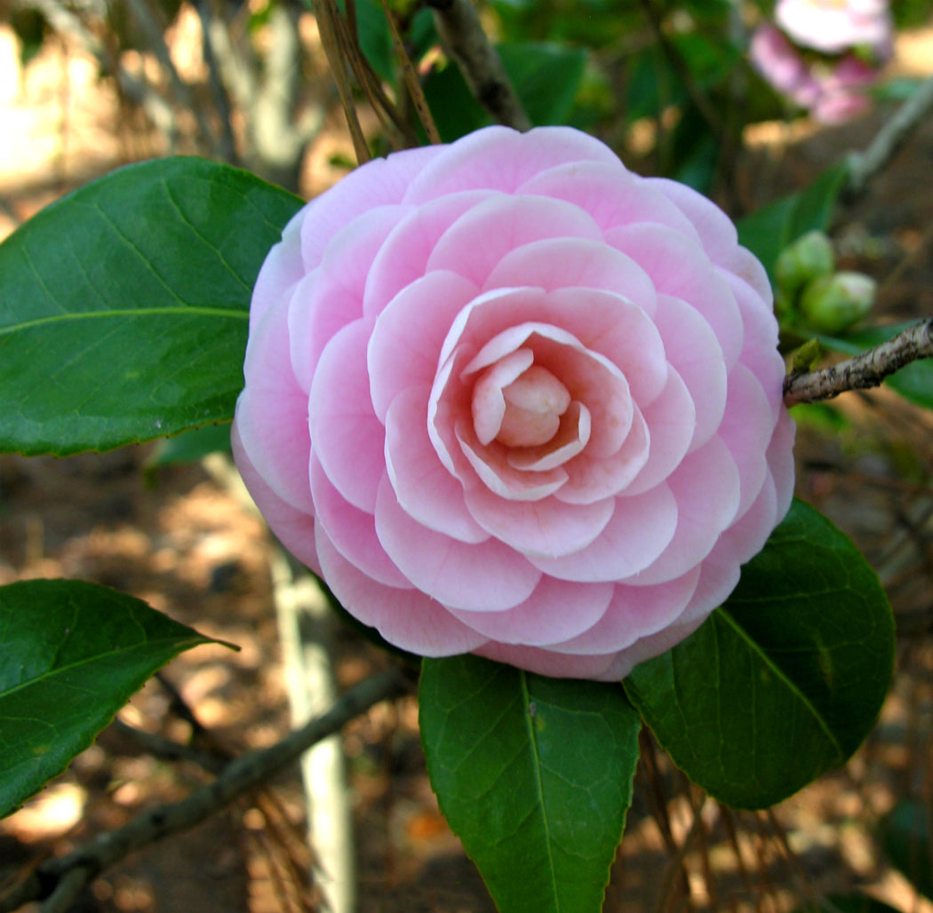 Camellia Flower seeds for Planting