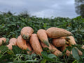 Georgia Candy Roaster Seeds for Planting – Heirloom, Non-GMO, Sweet Winter Squash – High Germination