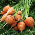 Parisian Carrot Seeds for Planting – Heirloom, Non-GMO, Round Root Vegetable – High Germination