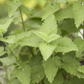 Green CatMint Herb Seeds for Planting – Heirloom, Non-GMO, Organic Garden Seeds with High Germination