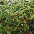 Piquin Pepper Seeds for Planting – Heirloom, Non-GMO, Tiny Hot Chili Vegetable – High Germination