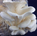 Vegetable Seeds,Garden seeds, Seeds For Planting,Plant Seeds