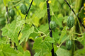 Vegetable Seeds,Garden seeds, Seeds For Planting,Plant Seeds