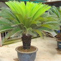 Vegetable Seeds,Garden seeds, Seeds For Planting,Plant Seeds