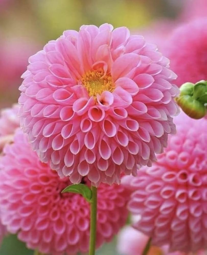 pink dahlia seeds Dahlia Flower Seeds for Planting, Light Pink – Heirloom, Non-GMO, High Germination Organic Garden Seeds