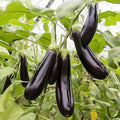 Vegetable Seeds,Garden seeds, Seeds For Planting,Plant Seeds